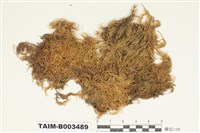 藏品(灰苔科)的圖片